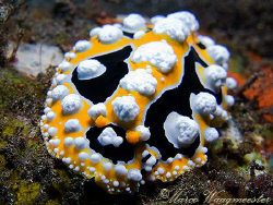 Fresh marshmallow delivery! (Phyllidia ocellata) - Tulamb... by Marco Waagmeester 